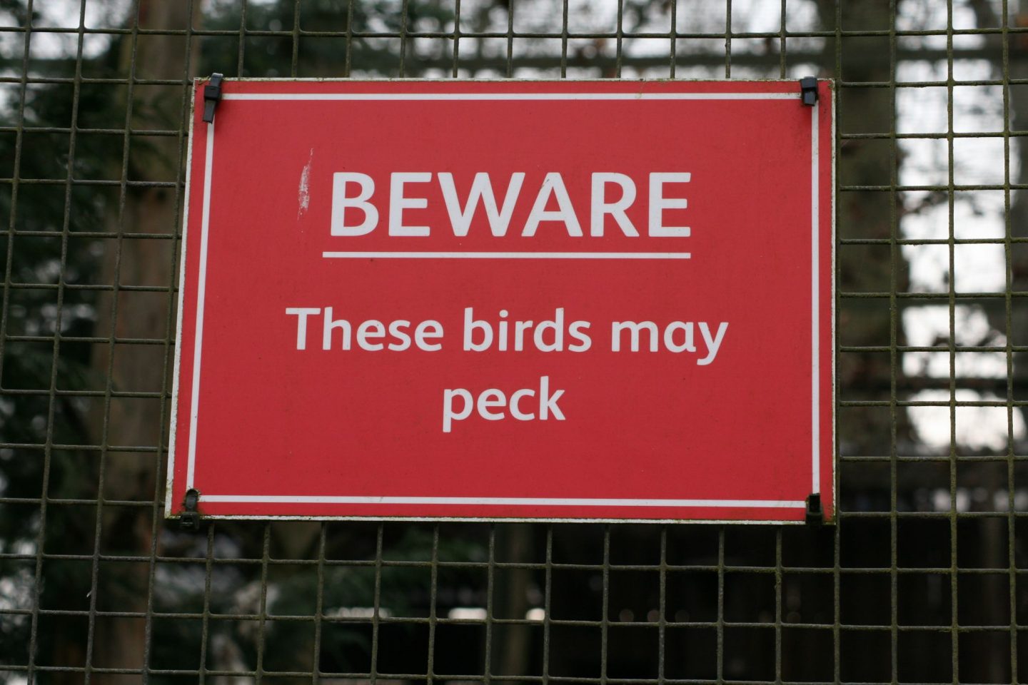 these birds may peck